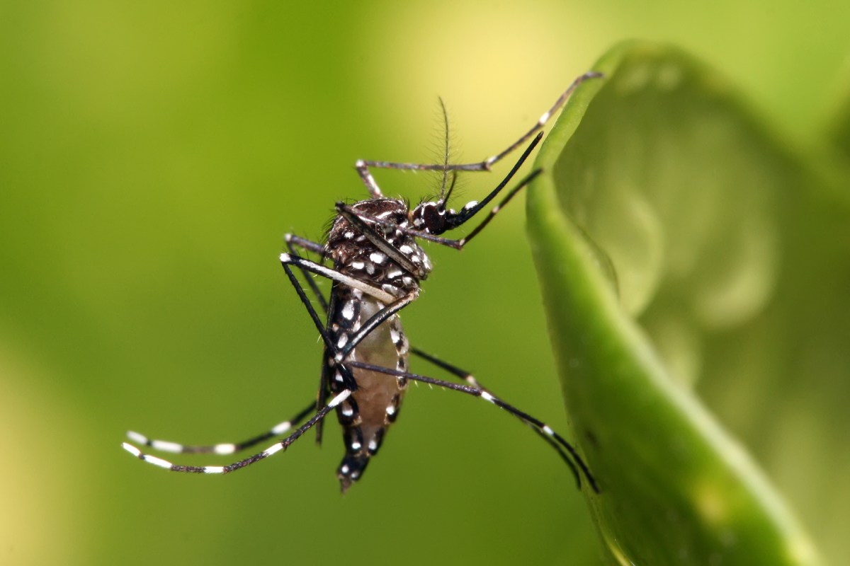 LIRAa aponta 47 cidades de Sergipe em risco médio do Aedes