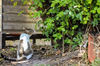 MPF libera laudos periciais sobre mortes de felinos na UFS