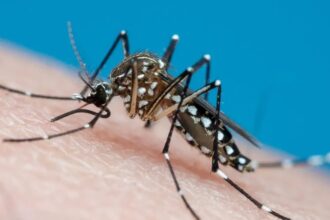 Quatro cidades de Sergipe registram alto índice do Aedes, aponta LIRAa