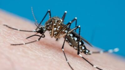 Quatro cidades de Sergipe registram alto índice do Aedes, aponta LIRAa