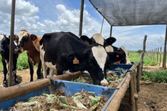 Rally Forrageiras para o Semiárido acontece em Sergipe com foco na pecuária leiteira