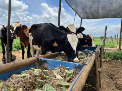 Rally Forrageiras para o Semiárido acontece em Sergipe com foco na pecuária leiteira