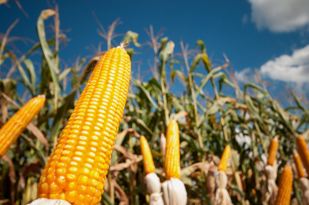 Sergipe recebe mais de R$ 396 milhões em financiamentos agropecuários