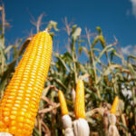 Sergipe recebe mais de R$ 396 milhões em financiamentos agropecuários