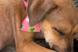Adote um pet em Sergipe: evento conecta cães e gatos a novos lares