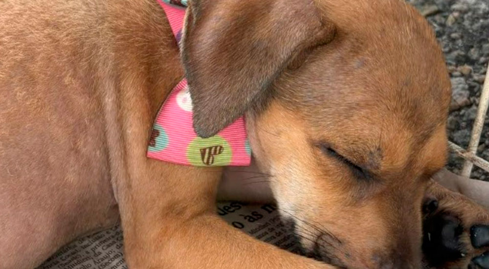 Adote um pet em Sergipe: evento conecta cães e gatos a novos lares