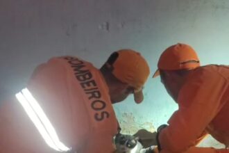 Bombeiros libertam gato preso entre paredes no Porto Dantas
