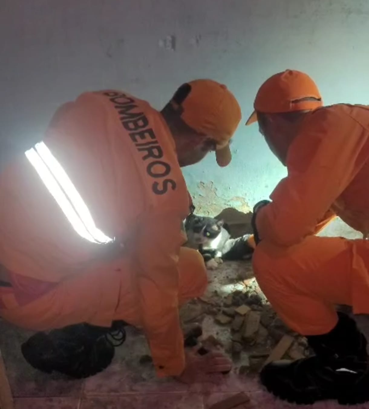 Bombeiros libertam gato preso entre paredes no Porto Dantas