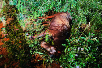 Bombeiros resgatam cavalo preso em buraco de 3 metros em Frei Paulo