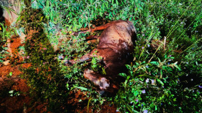 Bombeiros resgatam cavalo preso em buraco de 3 metros em Frei Paulo