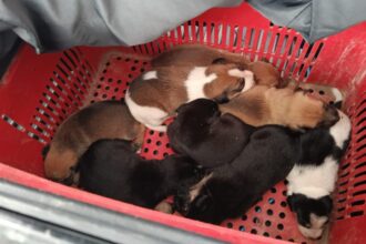 Bombeiros resgatam oito filhotes de cachorro em buraco em Socorro