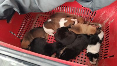 Bombeiros resgatam oito filhotes de cachorro em buraco em Socorro