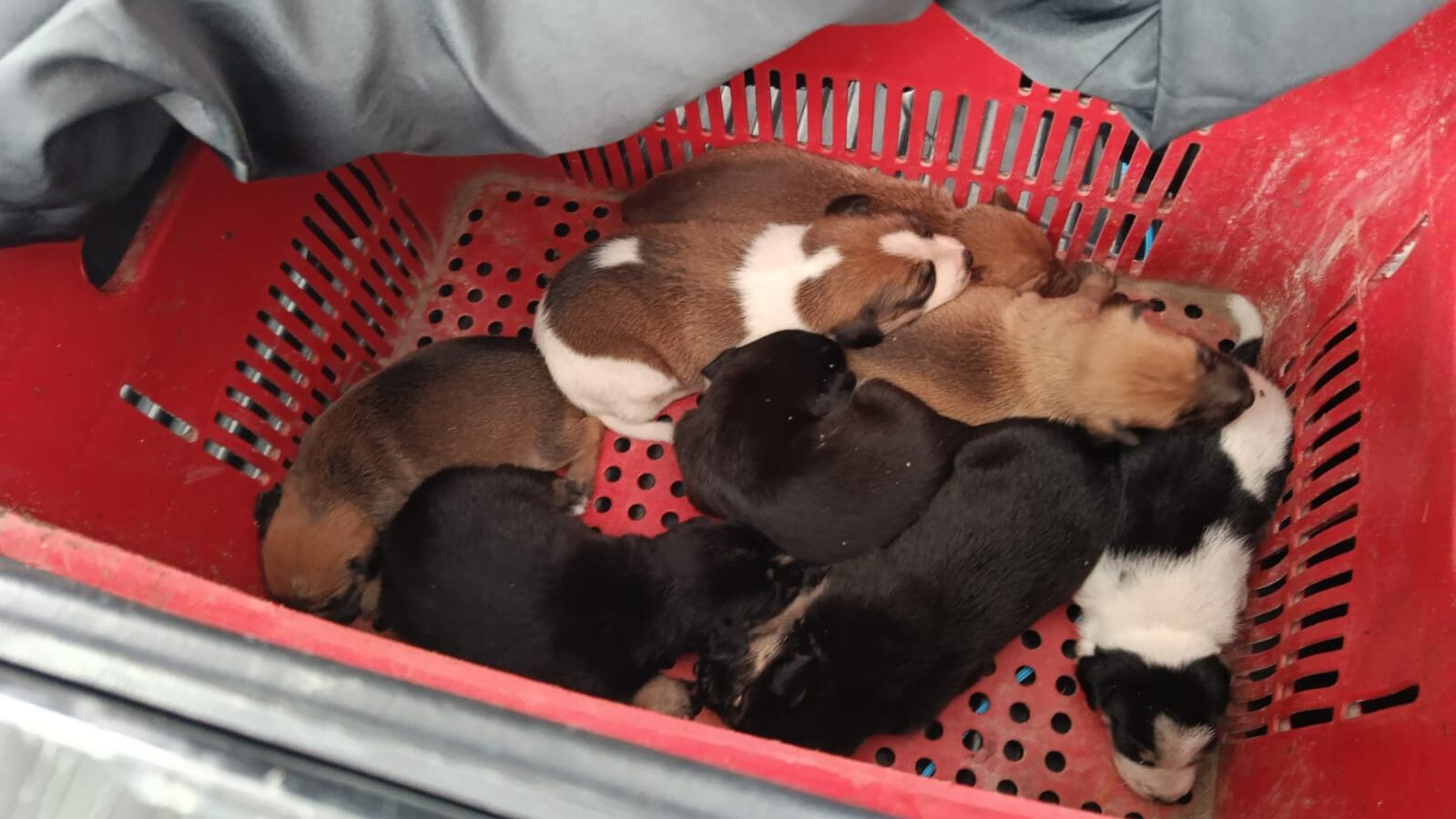 Bombeiros resgatam oito filhotes de cachorro em buraco em Socorro