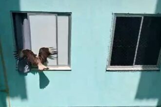 Equipe do CBMSE salva dois carcarás presos em duto na Orla de Atalaia
