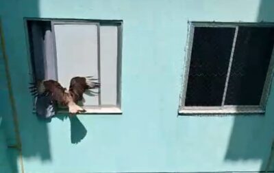 Equipe do CBMSE salva dois carcarás presos em duto na Orla de Atalaia