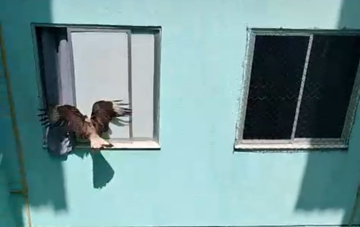 Equipe do CBMSE salva dois carcarás presos em duto na Orla de Atalaia