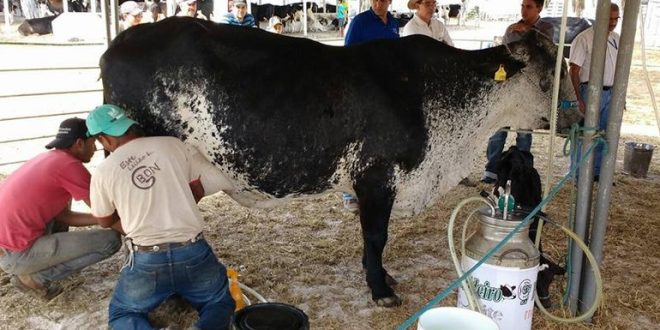 Festa Amigos do Leite atrai 20 mil e deve gerar R$50 mi em negócios
