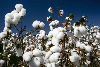 Nordeste alcança 1 milhão de toneladas de algodão pela 1ª vez